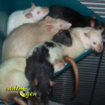 Comportement : pourquoi les rats vivant en groupe dorment-ils entassés les uns sur les autres ?