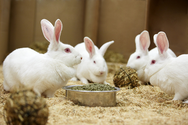 Santé des lagomorphes : digestion et intolérance alimentaire chez les lapins