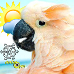 Quels températures et écarts nos perroquets peuvent-ils supporter en été comme en hiver ?