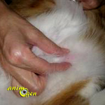 Tumeurs mammaires et cancer chez le chat (causes, diagnostic, prévention, traitement)