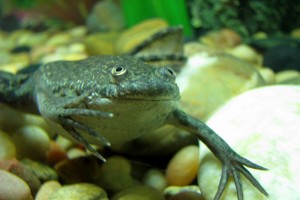 Les grenouilles sont-elles vraiment des princes charmants ?