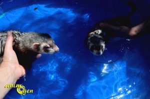 Accessoire pour chien et furet : piscine Doggy Pool de Karlie (test, avis, prix)