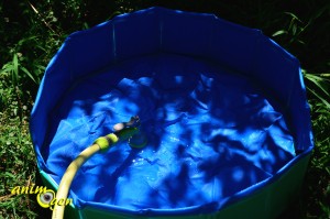 Accessoire pour chien et furet : piscine Doggy Pool de Karlie (test, avis, prix)