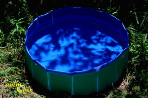 Accessoire pour chien et furet : piscine Doggy Pool de Karlie (test, avis, prix)