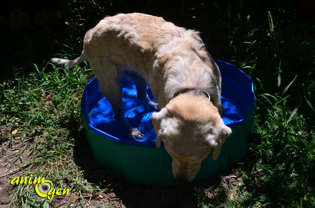 Accessoire pour chien et furet : piscine Doggy Pool de Karlie (test, avis, prix)
