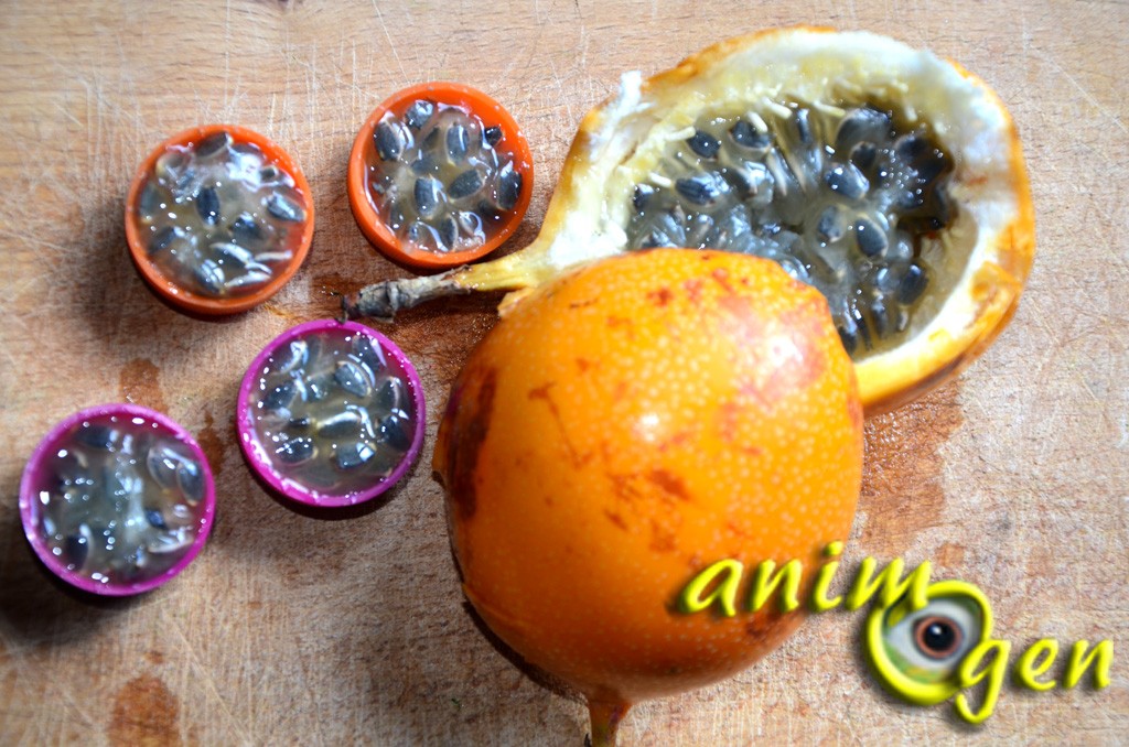 Les fruits de la passion jaunes (ou grenadilles) pour les perroquets