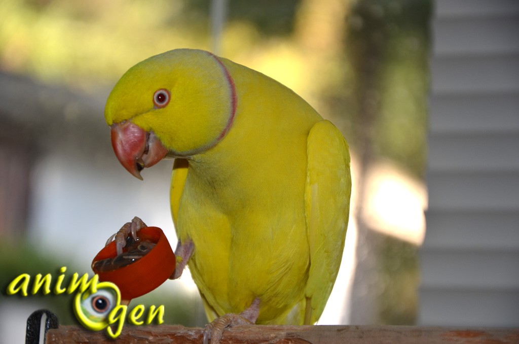 Les fruits de la passion jaunes (ou grenadilles) pour les perroquets