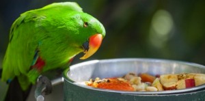 Alimentation : comment nourrir correctement nos perroquets ?