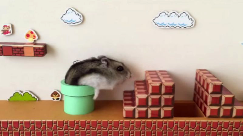 Un hamster héro de jeu vidéo dans Mario Super Bros