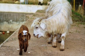 Les chèvres se souviennent-elles longtemps de la voix de leurs petits ?