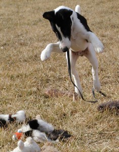 Le Fox Terrier, un chasseur par instinct