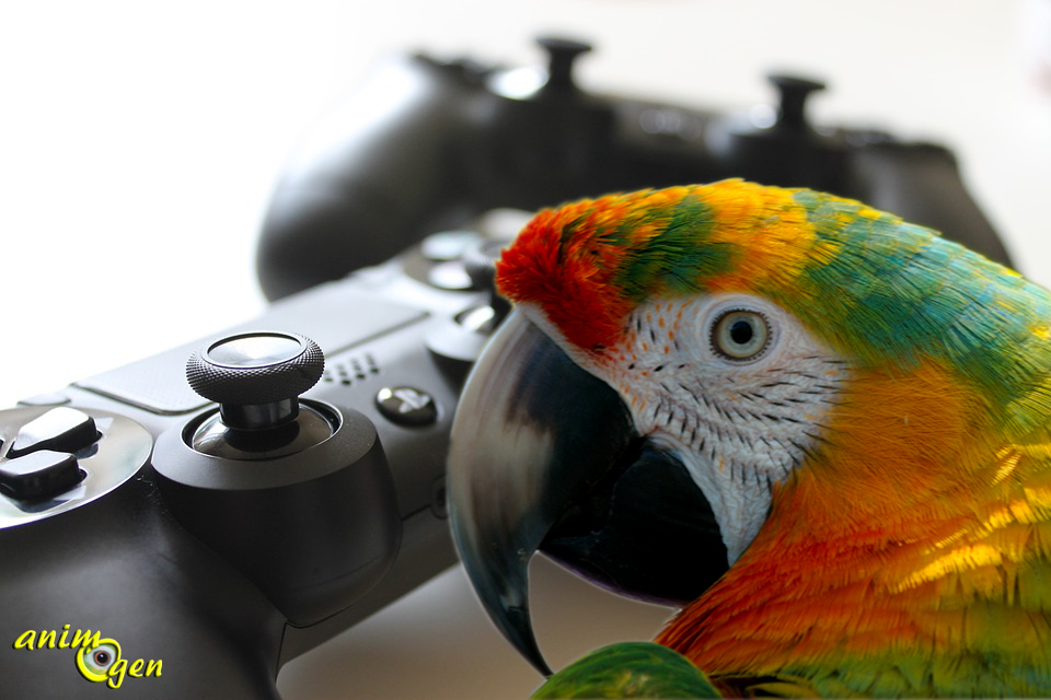 Santé et jeu vidéo : Call of Duty va-t-il sauver les perroquets de l'ennui ?