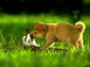 Un lapin et un chien peuvent-ils vivre ensemble ?