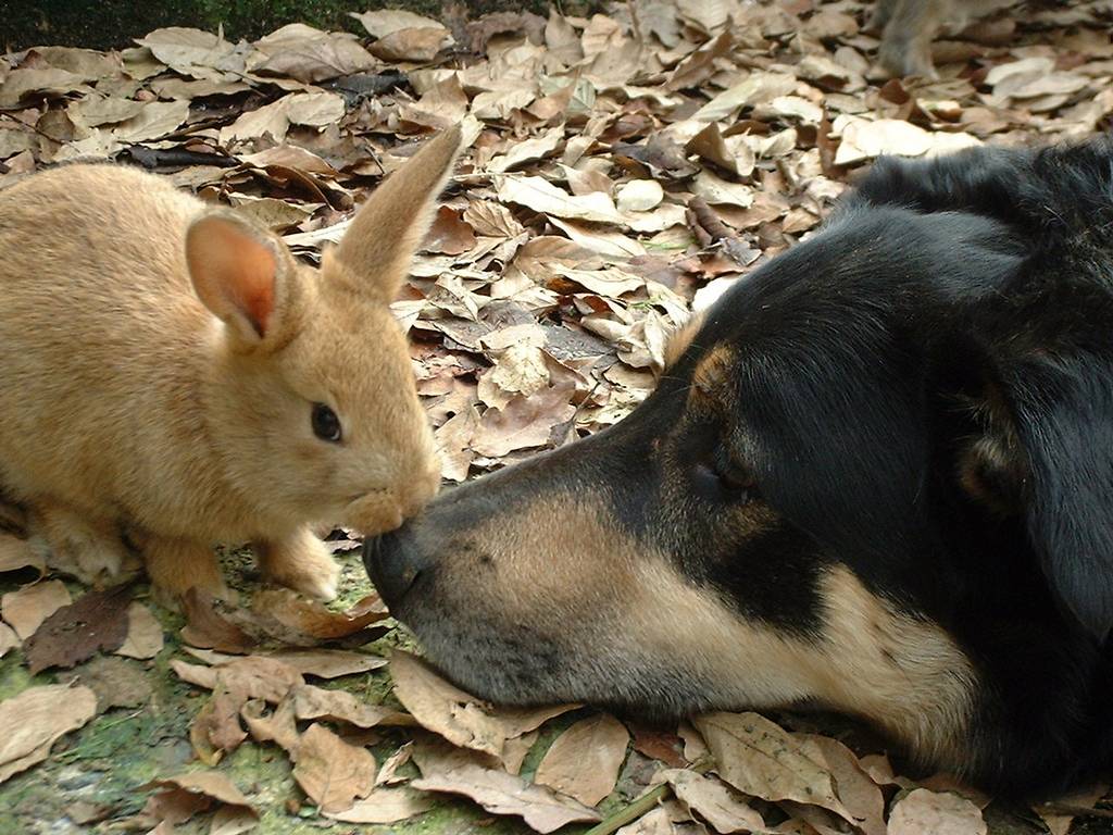 Un lapin et un chien peuvent-ils vivre ensemble ?