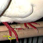 Taille, diamètre et emplacement idéal des perchoirs de nos colombes