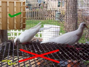 Taille, diamètre et emplacement idéal des perchoirs de nos colombes