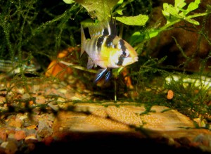 L'Apistogramma ramirezi, dit ramirezi, ou Papiliochromis ramirezi, un Cichlidé d'exception