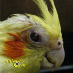 Santé : la conjonctivite chez les perroquets (causes, symptômes et traitement)