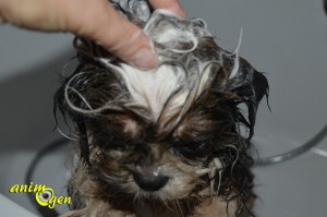 Shampoing Anti Itch de "I Love Pet Head" pour chiens (test, avis, prix)