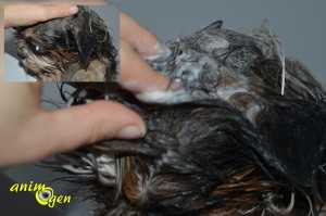 Shampoing Anti Itch de "I Love Pet Head" pour chiens (test, avis, prix)