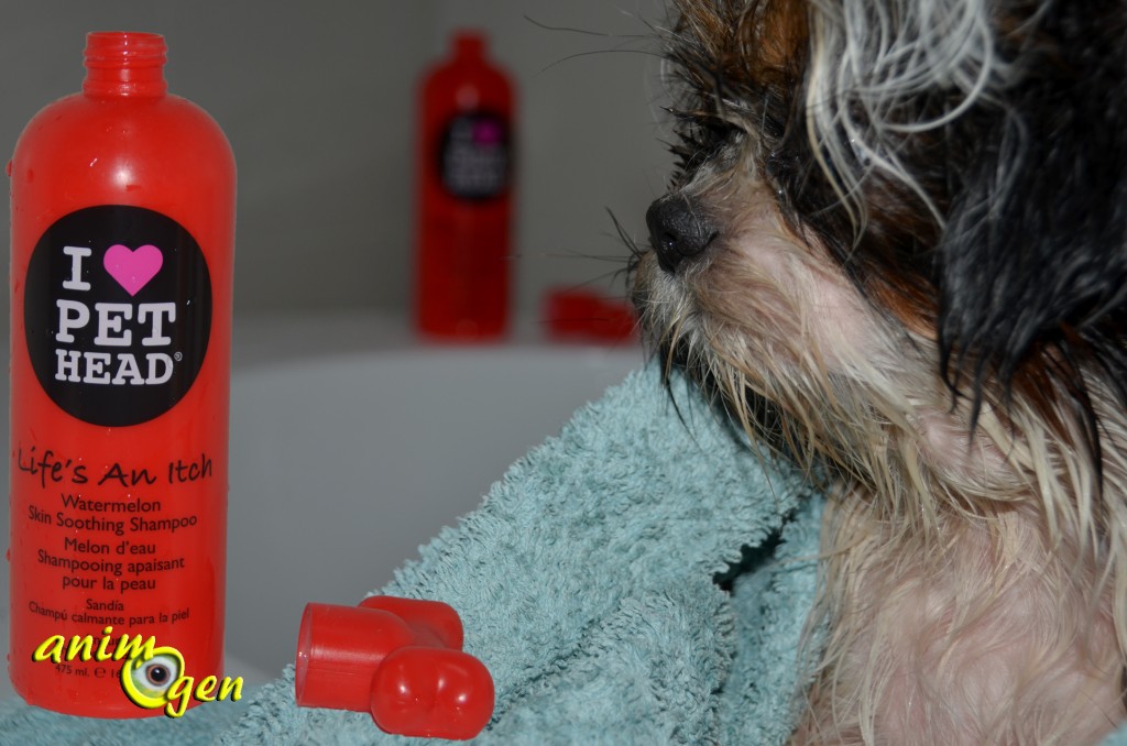 Shampoing Anti Itch de "I Love Pet Head" pour chiens (test, avis, prix)