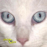 La surdité congénitale chez les chats blancs aux yeux bleus