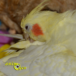Quelle est l'utilité du lissage de plumes chez nos perroquets ?