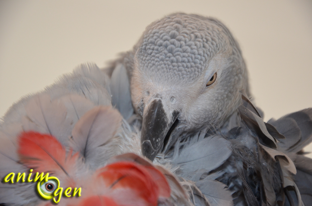 Quelle est l'utilité du lissage de plumes chez nos perroquets ?
