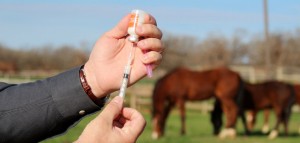 Santé : vaccins obligatoires et/ou recommandés pour les chevaux