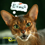 Education : top 5 des races de chats les plus intelligentes
