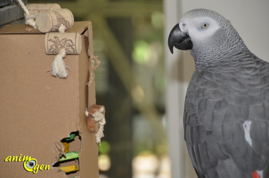 Fabriquons une armoire à jouets pour la rentrée de nos perroquets