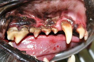 Santé : la maladie parodontale chez le chien (causes, prévention, symptômes,traitement)