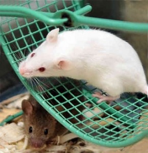 La souris est-elle l'animal de compagnie qu'il vous faut ?