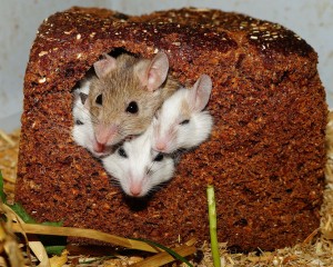 La souris est-elle l'animal de compagnie qu'il vous faut ?