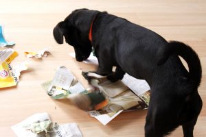 Adoption : les races de chiens actives conviennent-elles à tout le monde ?