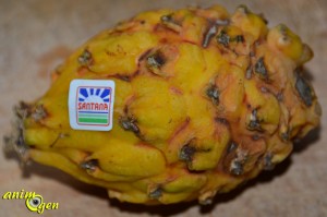 Le pitaya jaune, un fruit du dragon en or pour nos perroquets
