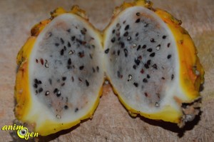 Le pitaya jaune, un fruit du dragon en or pour nos perroquets