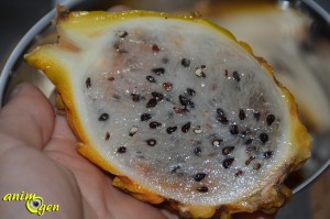 Le pitaya jaune, un fruit du dragon en or pour nos perroquets