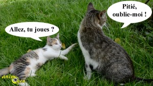 Que faire lorsqu'un chaton importune sans cesse les chats adultes de la maison ?