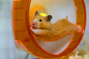 La roue a-t-elle un effet bénéfique sur les hamsters ?