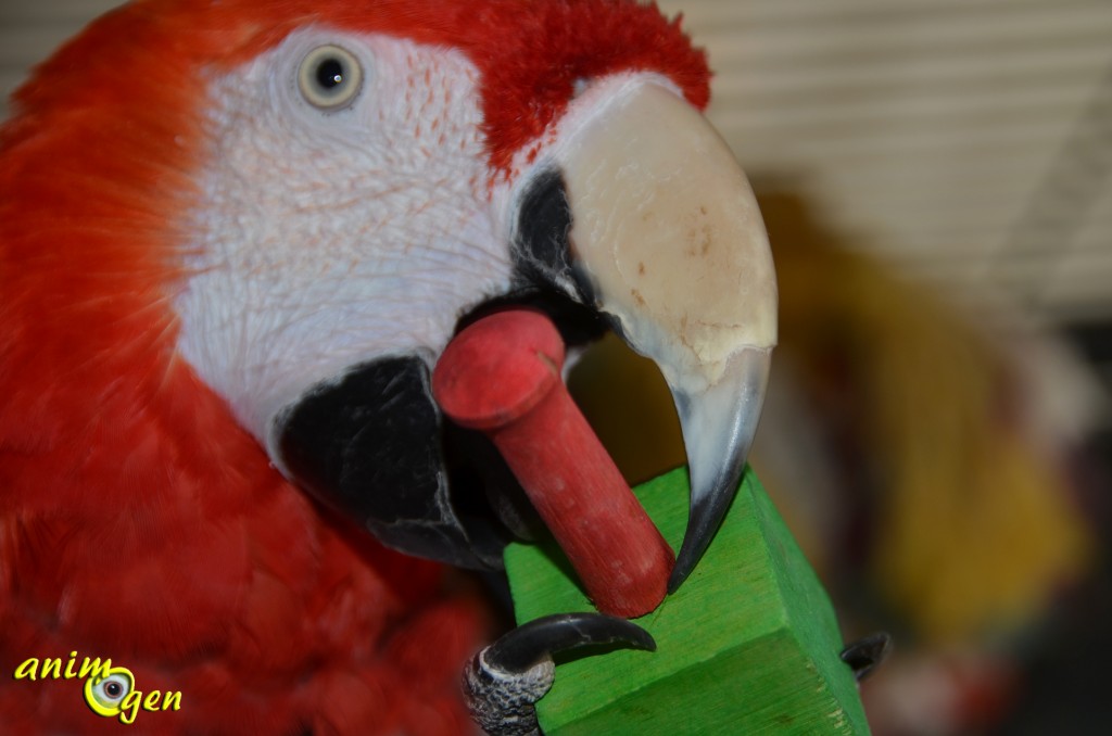 Jouet de patte pour perroquet : Wood Lolly Pops, de Happy Bird (test, avis, prix)