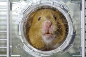 Quels jeux et activités proposer aux hamsters ?