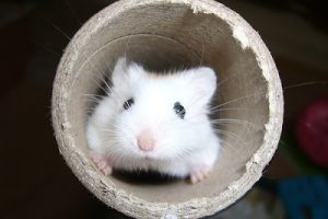 Quels jeux et activités proposer aux hamsters ?