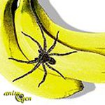 L'araignée banane (Phoneutria Nigriventer)