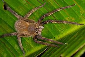 L'araignée banane (Phoneutria Nigriventer)