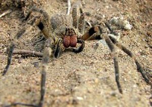 L'araignée banane (Phoneutria Nigriventer)