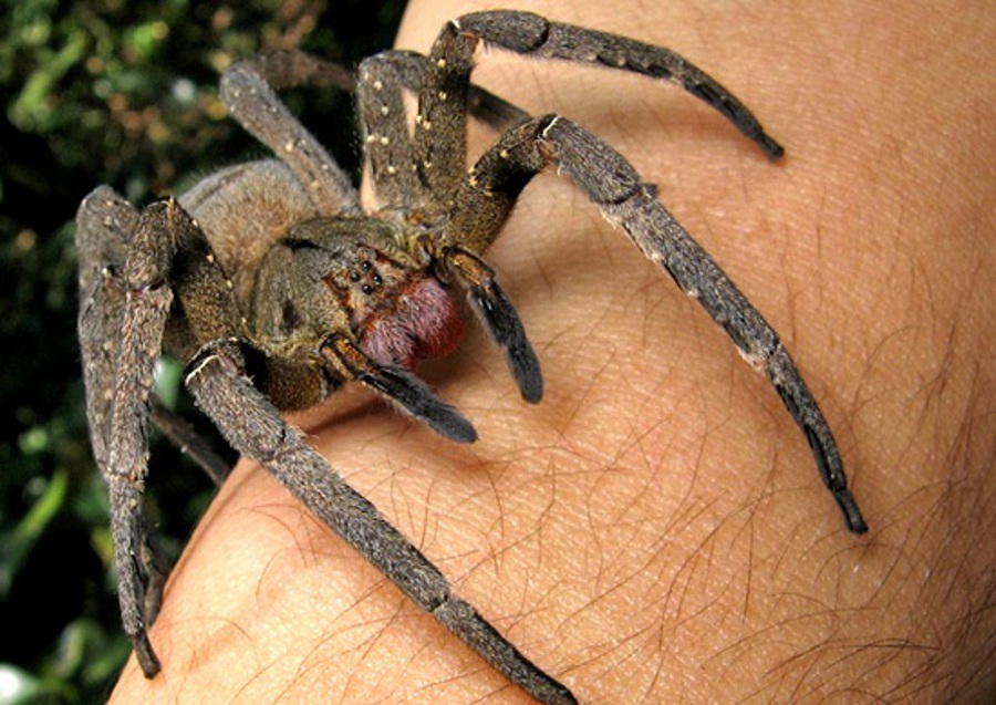 L'araignée banane (Phoneutria Nigriventer)