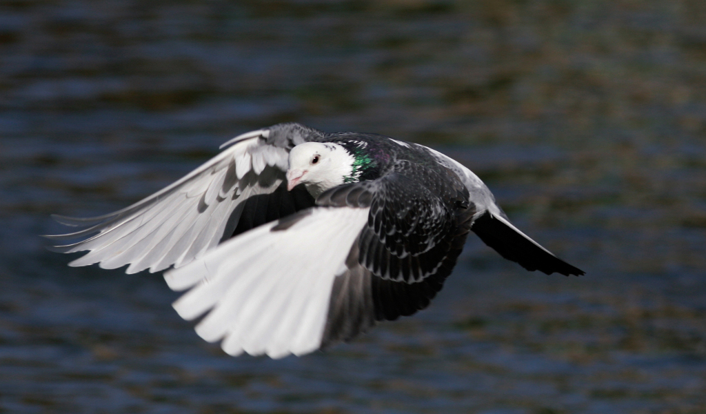 Un pigeon à l'ombre