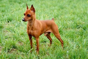 Le Pinscher, un petit bolide racé et débordant d'énergie