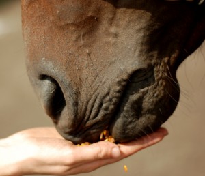 Alimentation et santé : l'importance de l'apport en protéines pour le cheval